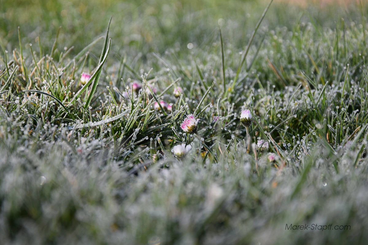 Gänseblümchen und Grashalme im Morgenreif – Makrofotografie