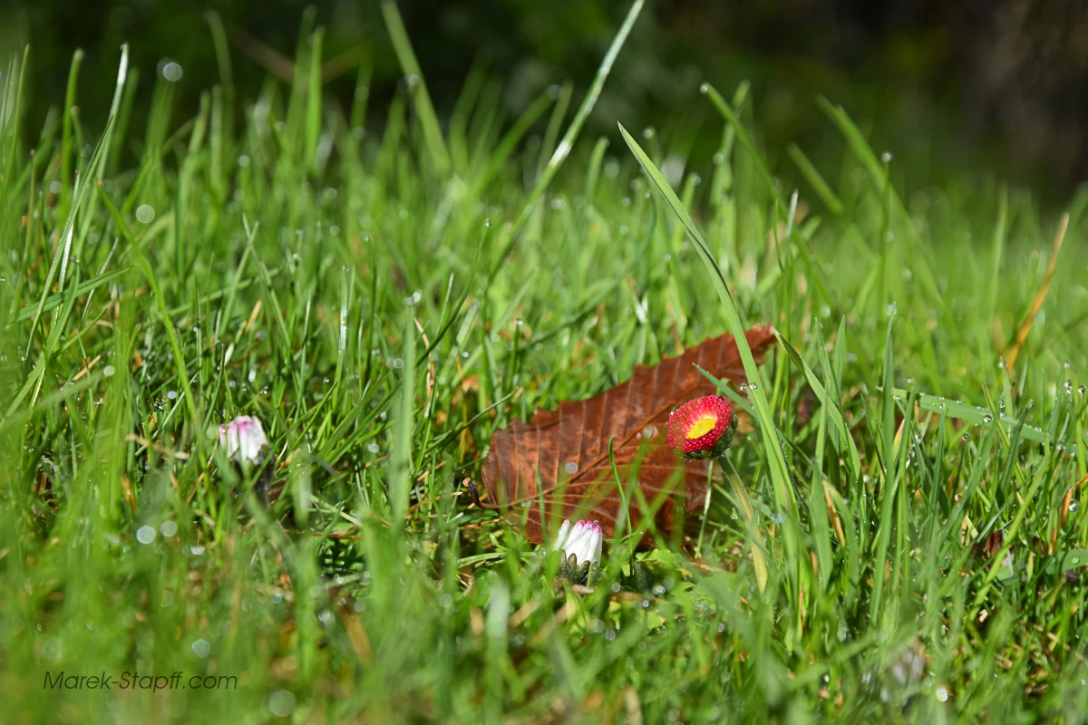 Gänseblümchen und herbstliches Blatt im taubedeckten Gras – Makrofotografie