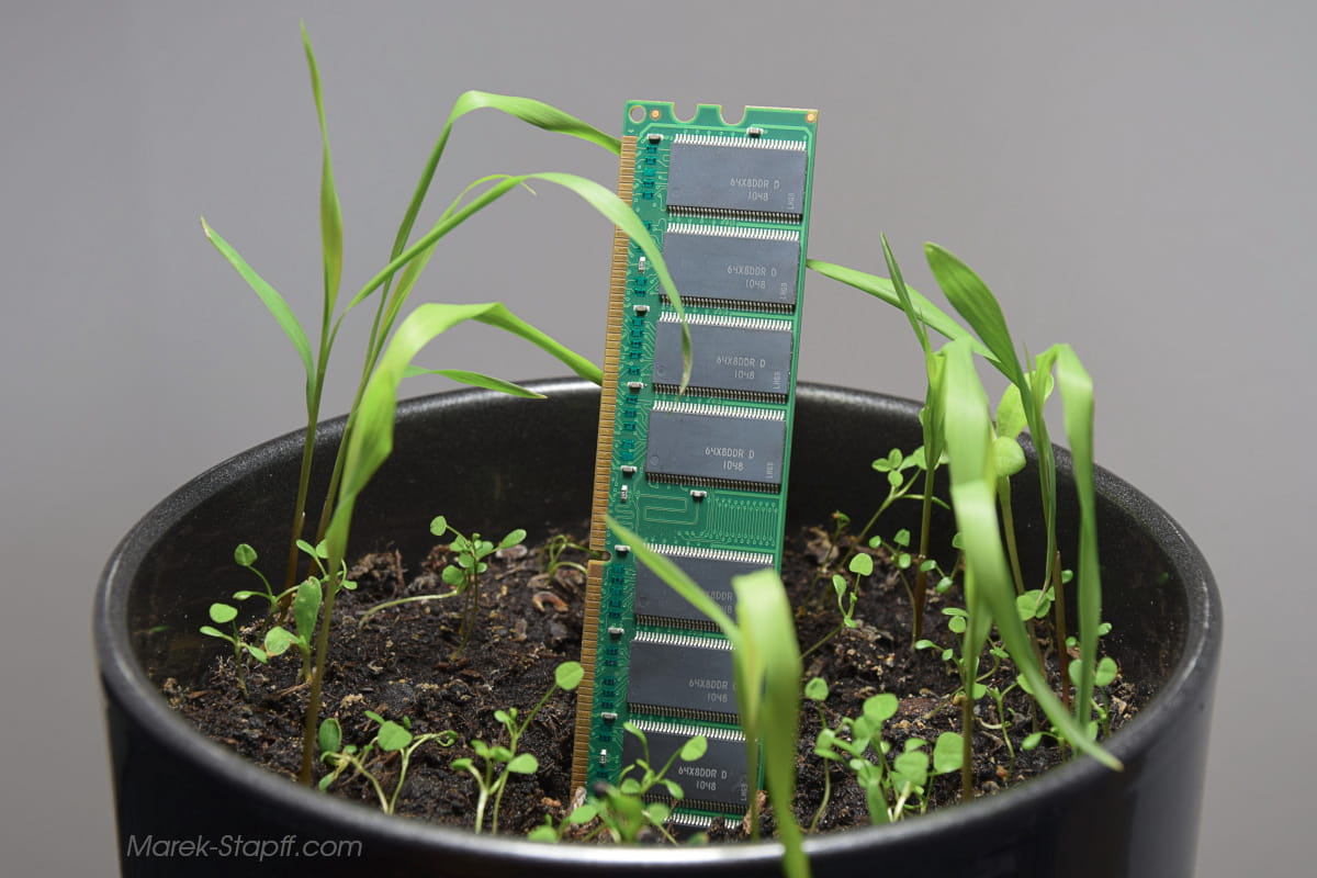 RAM-Modul steckt wie eine Mutterpflanze in einem Blumentopf, umgeben von kleinen grünen Sprösslingen.
